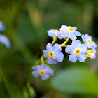 Forget me not