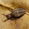 Antlion Larva