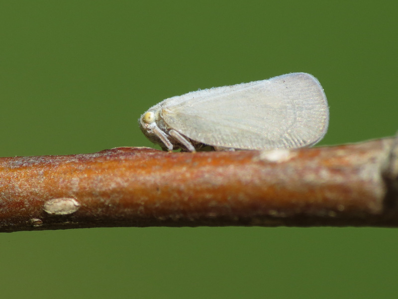Grey Planthopper