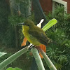 Yellow-breasted sunbird