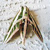 Banded Sphynx moth