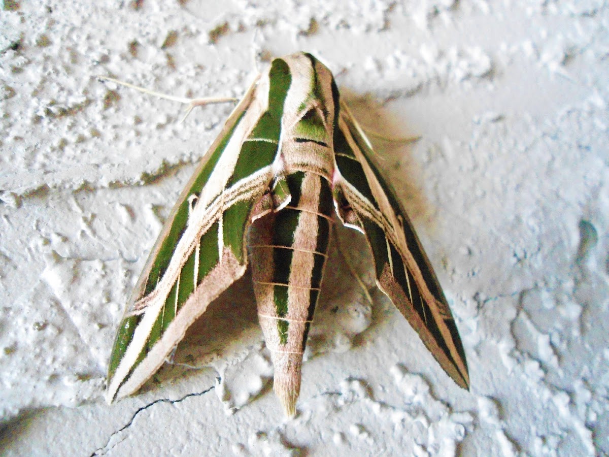 Banded Sphynx moth
