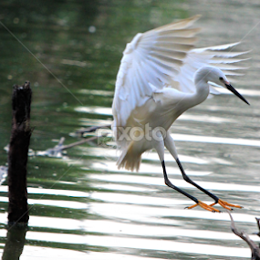 by Windz Sen - Animals Birds