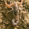 Alacran - Escorpión - Brazilian devil scorpion
