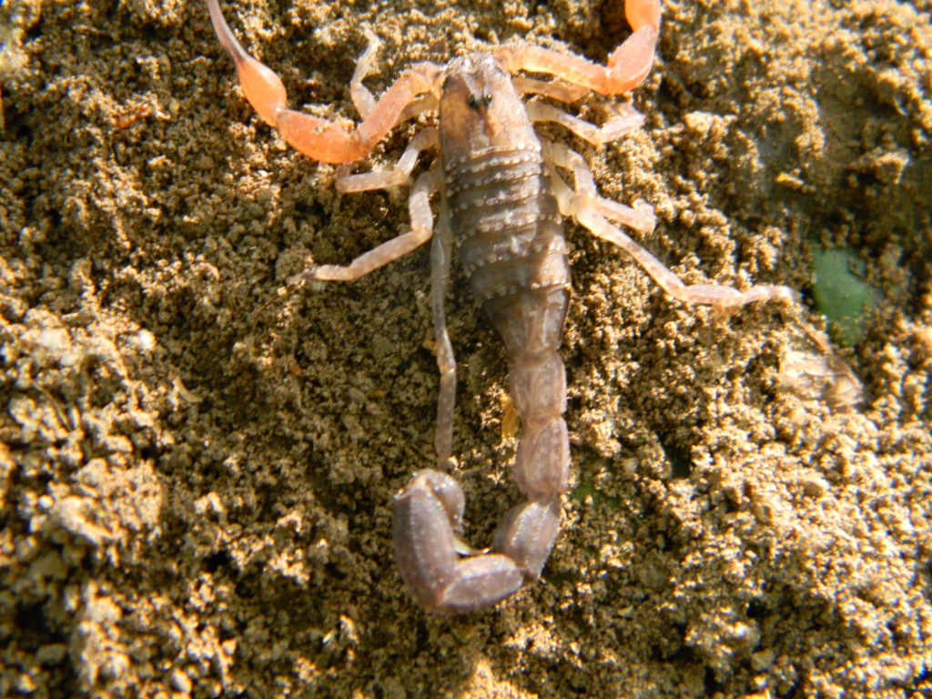 Alacran - Escorpión - Brazilian devil scorpion