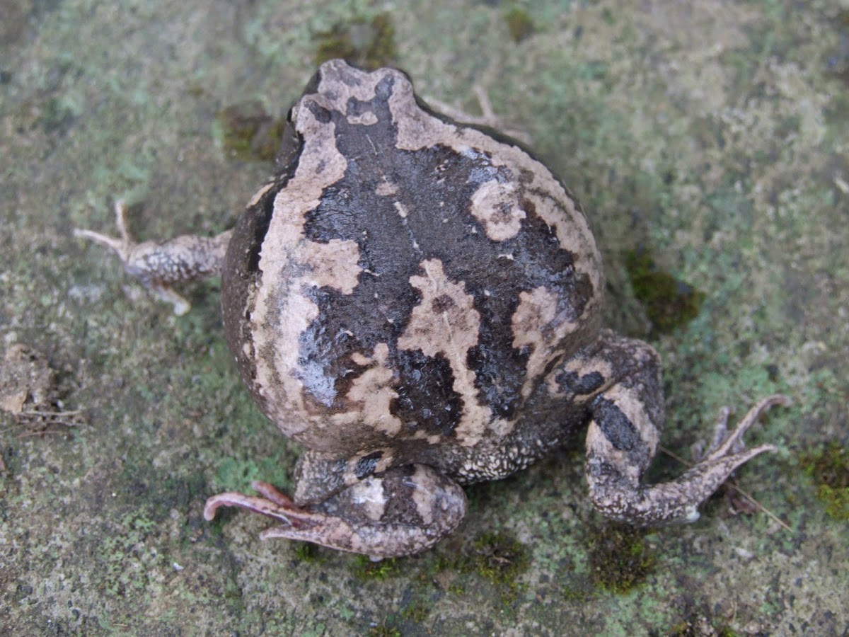 Smooth-Fingered Narrow-Mouthed Frog