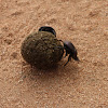 Scarab - Dung Beetle
