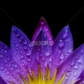 Purple Lotus by MaSs Balasooriya - Flowers Single Flower
