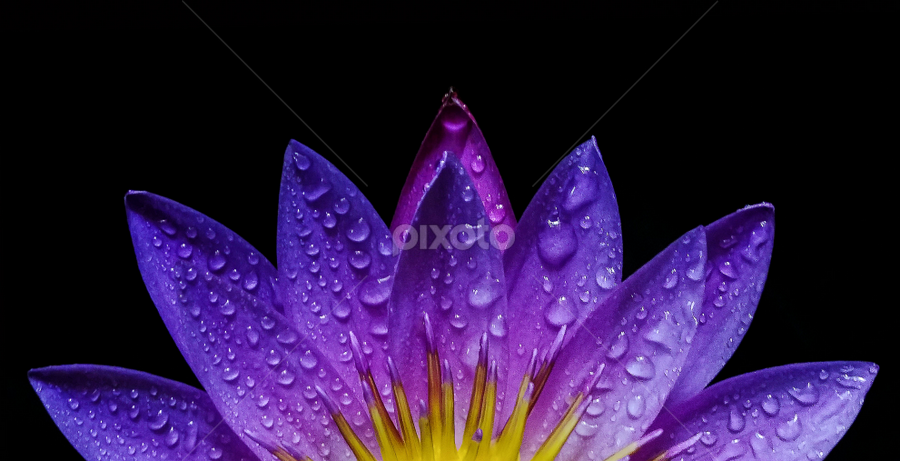 Purple Lotus | Single Flower | Flowers | Pixoto