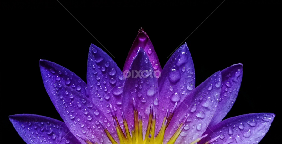 Purple Lotus by MaSs Balasooriya - Flowers Single Flower