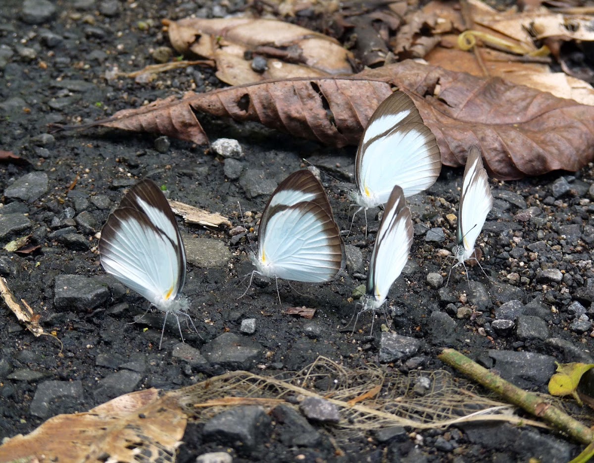 Pieridae Butterflies - Mariposas