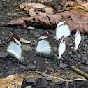 Pieridae Butterflies - Mariposas