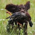 American Water Spaniel Dog logo