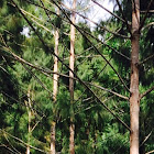 Agoho, pine tree