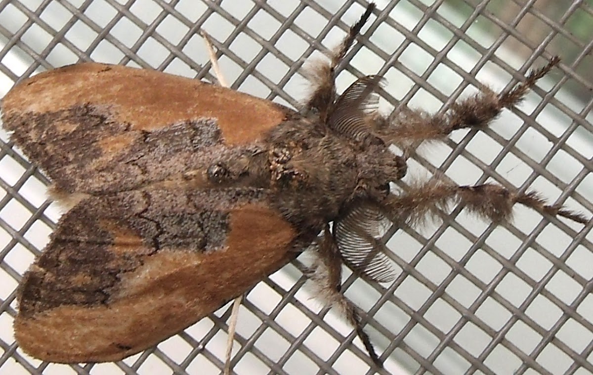 Erebid moth 