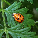 Pupa lady bug