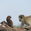 Vervet monkey and dwarf monkey