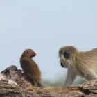 Vervet monkey and dwarf monkey