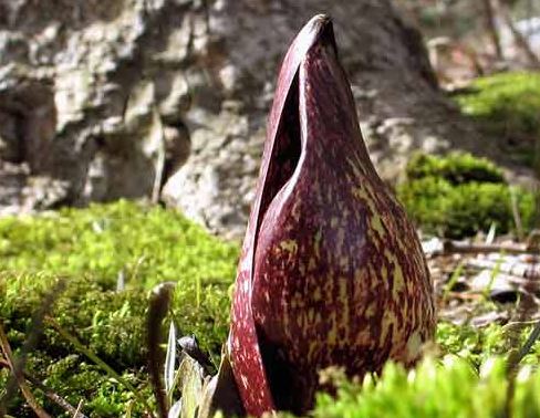 Skunk Cabbage