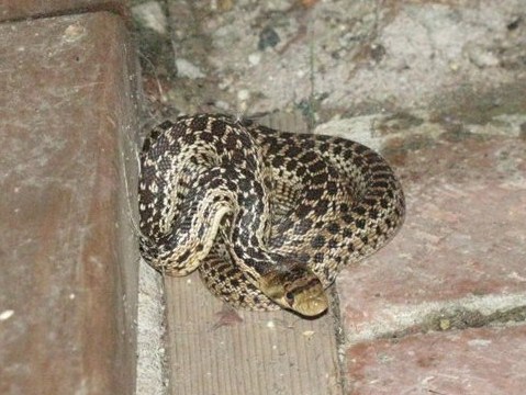 San Diego Gopher Snake (Juvenile)