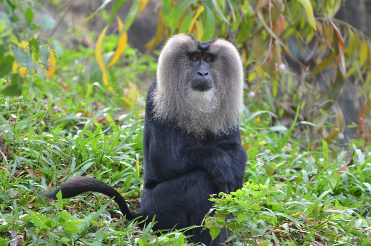 the lion-tailed macaque
