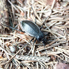Forest ground beetle - Střevlík zahradní