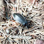 Forest ground beetle - Střevlík zahradní