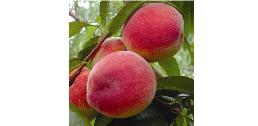 Ребенок с персиком в руках для карты желаний. Большой персик. Нежный персик. Спелый персик. Играй персик.