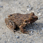 Japanese wrinkled frog