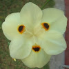 African iris (Moréia-bicolor; Dietes; Moréia : Brazil)