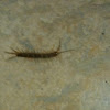 Centipede