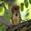 American Red Squirrel