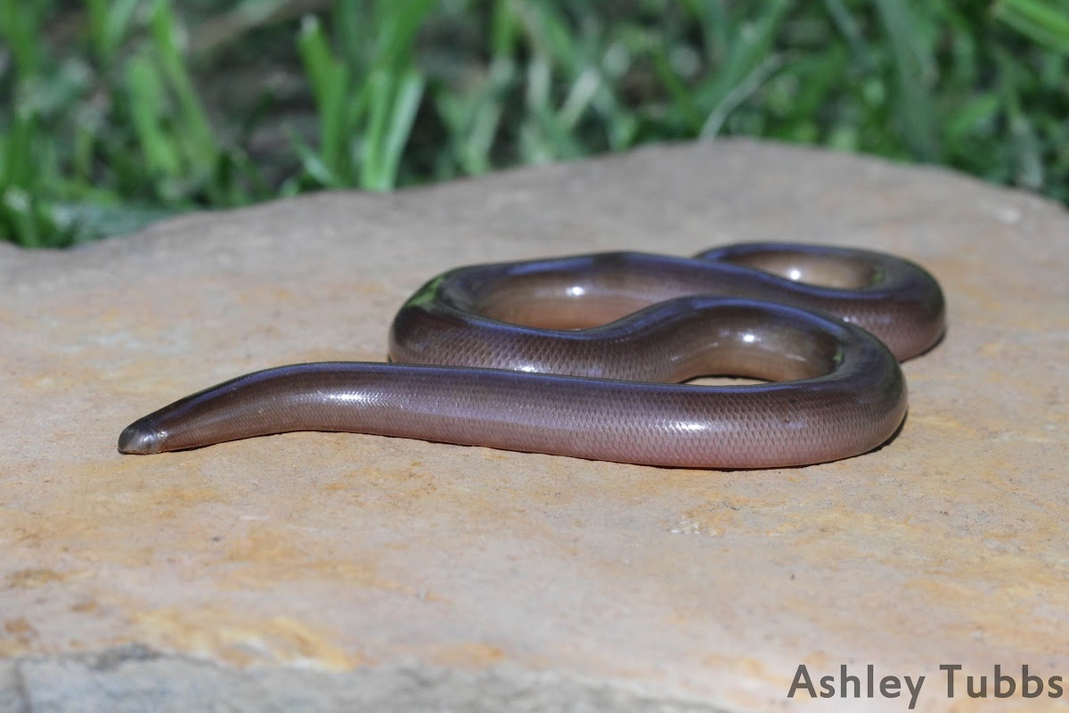 Bibron's Blind Snake