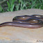 Bibron's Blind Snake