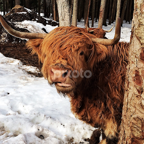 What? Whataya want? by Todd Bellamy - Animals Other Mammals