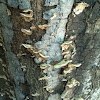 Fungus on a dead red oak
