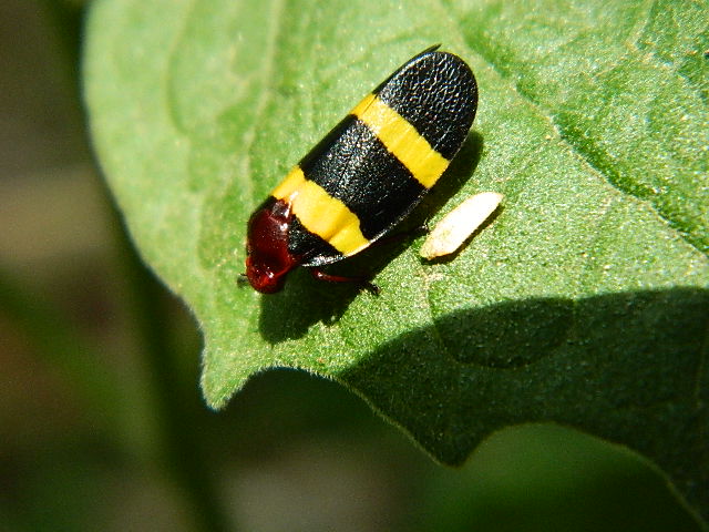 Colorful Froghopper
