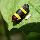 Colorful Froghopper