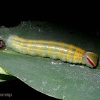 Branded swift caterpillar