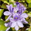 Aguapé (Water hyacinth)