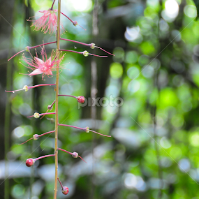 by Shahrul Izzat - Flowers Flowers in the Wild