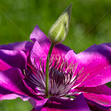Partly Shady by Dale Kemp -  