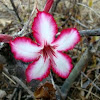 Impala Lily (Desert Rose)