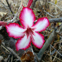 Impala Lily (Desert Rose)
