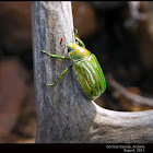 Glorious Beetle