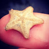 Cushion starfish