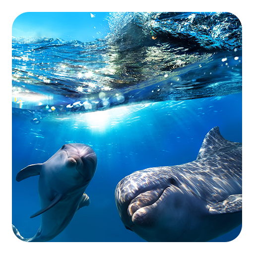海豚 3D 動態壁紙 個人化 App LOGO-APP開箱王