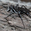 Zebra Spider Wasp