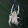 Garden Orb Web Spider