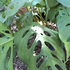 Monstera Plant